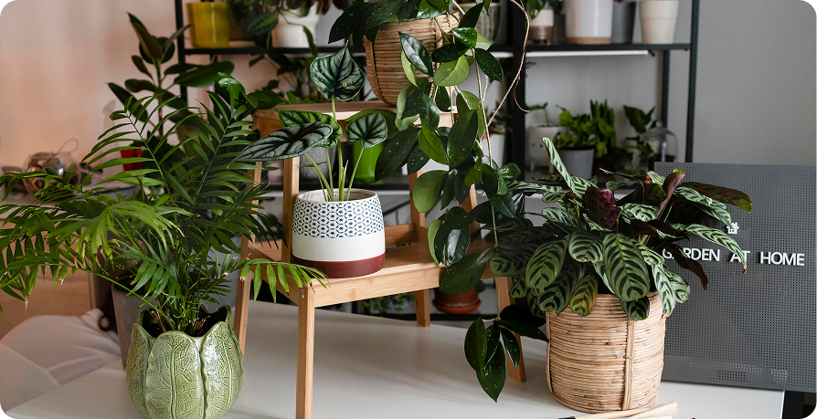 A beautifully styled indoor plant collection featuring calathea, monstera, and palm plants in wicker and ceramic pots on a wooden stand