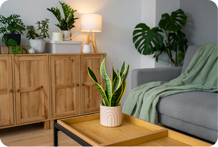 A cosy living room styled with a snake plant on a coffee table, monstera in the corner, and plants on a wooden sideboard