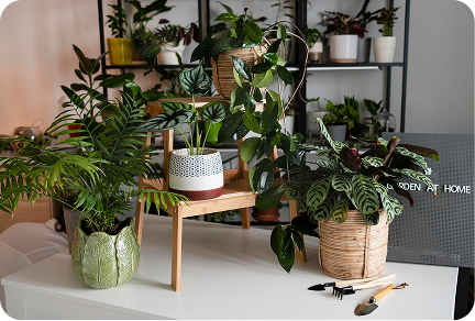 A lush indoor plant corner featuring calathea, monstera, and ZZ plants in mixed rattan and ceramic pots on a wooden plant stand