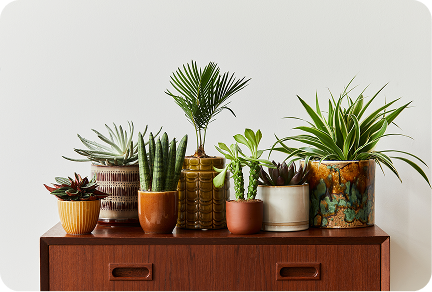 A curated collection of indoor plants in eclectic ceramic pots styled on a mid-century wooden sideboard