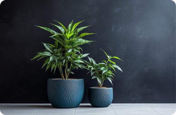 Two dracaena plants in deep navy blue textured ceramic pots against a dark charcoal wall