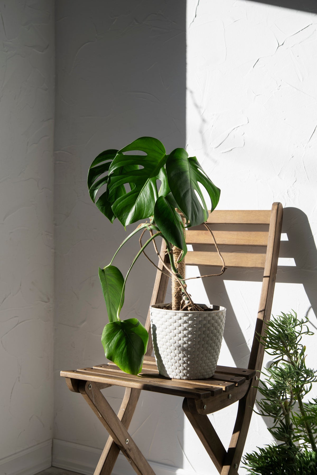 Indoor banana