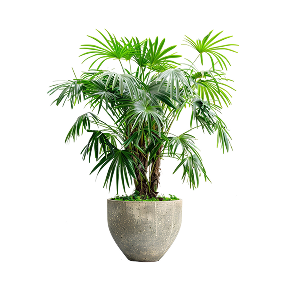 Outdoor Plants