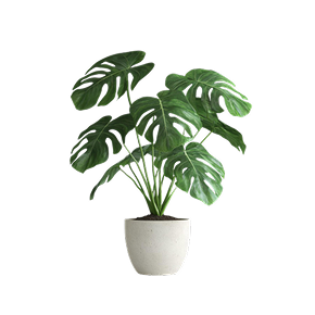 Indoor Plants