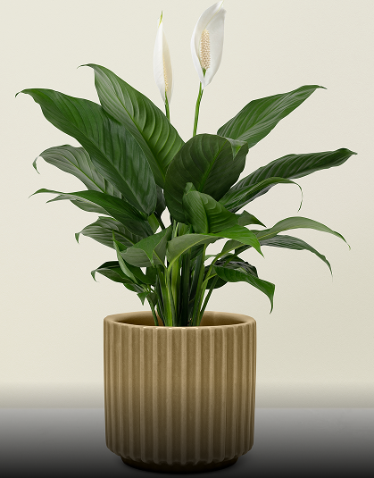 Indoor Monsterra
