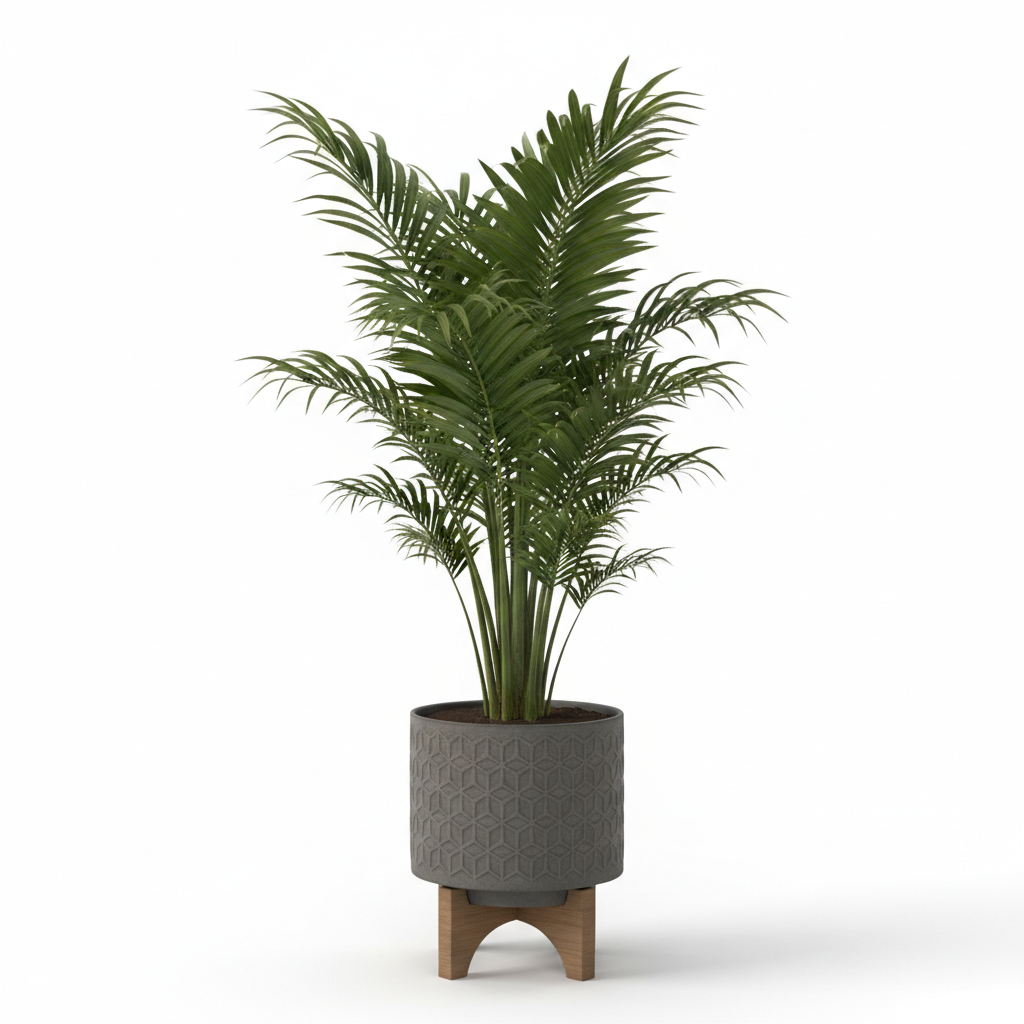 Indoor Palm