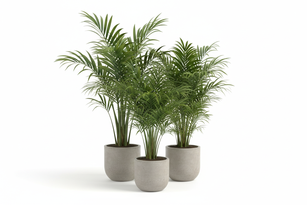Palm Plants Collection Image