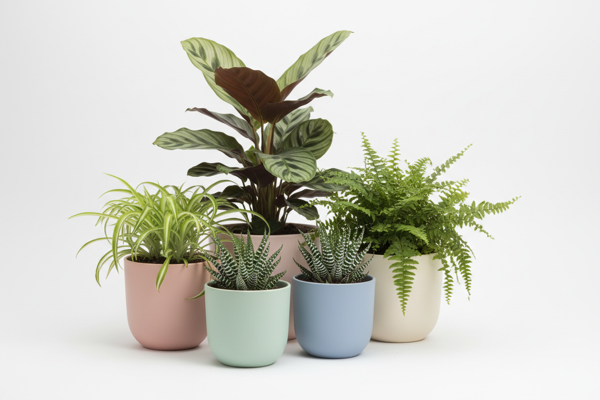 Pet-Friendly Plants Collection Image