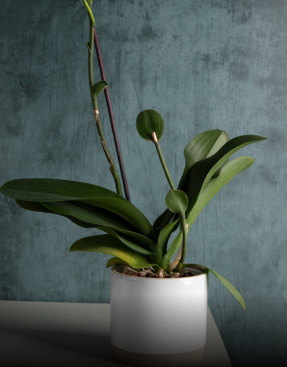 Indoor Ficus