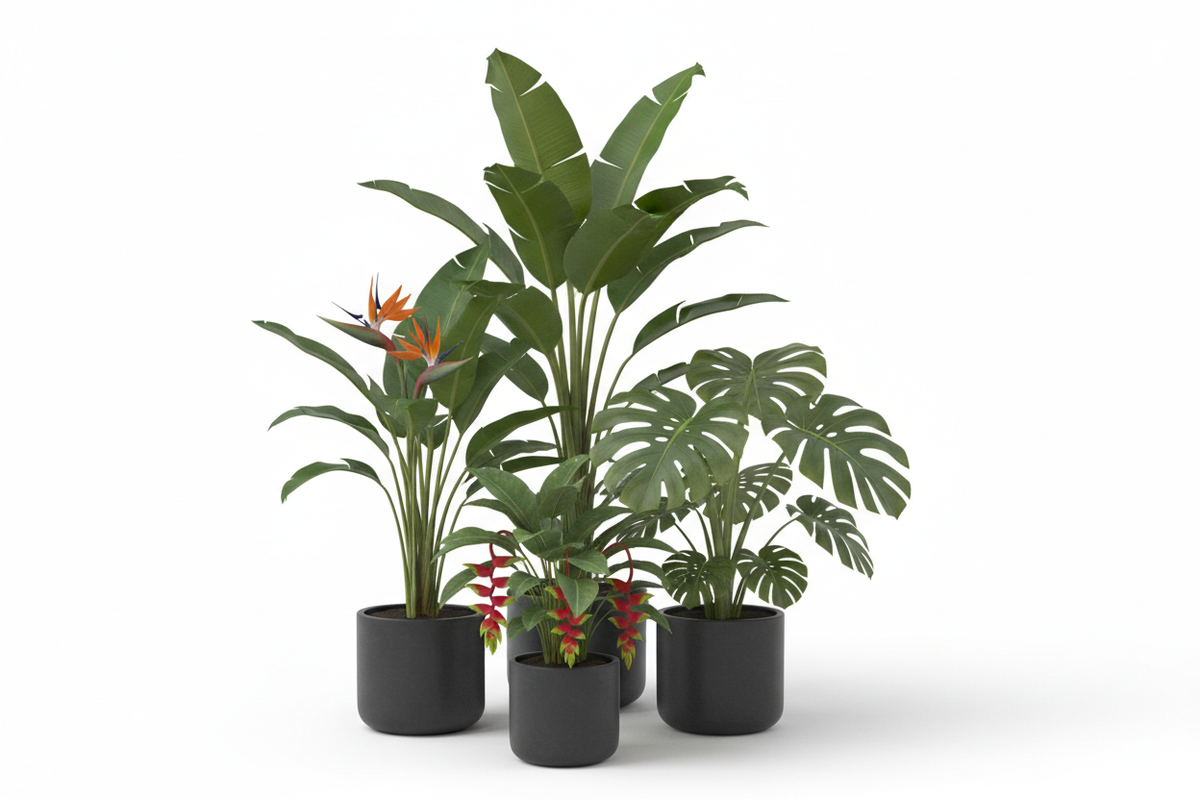 Tropical Plants Collection Image