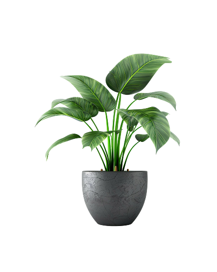 Monstera Deliciosa