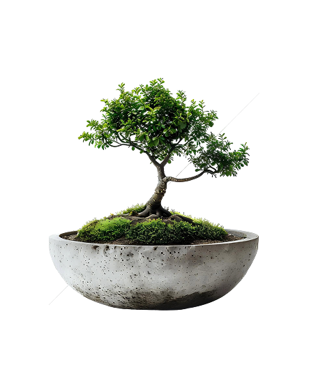 Bonsai Tree