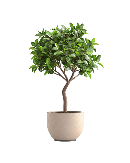 Schefflera Tree