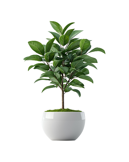 Ficus Audrey