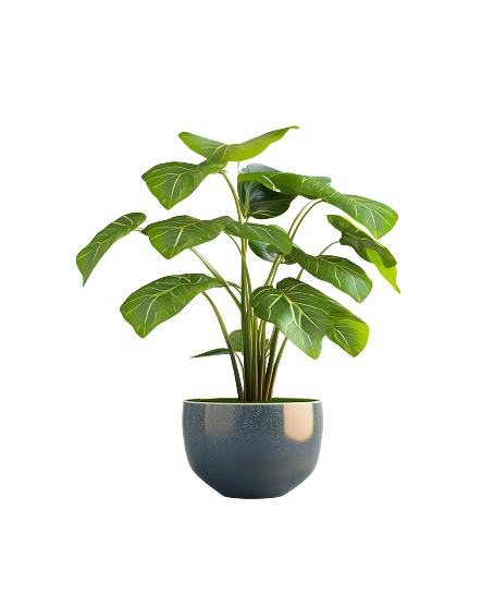 Alocasia
