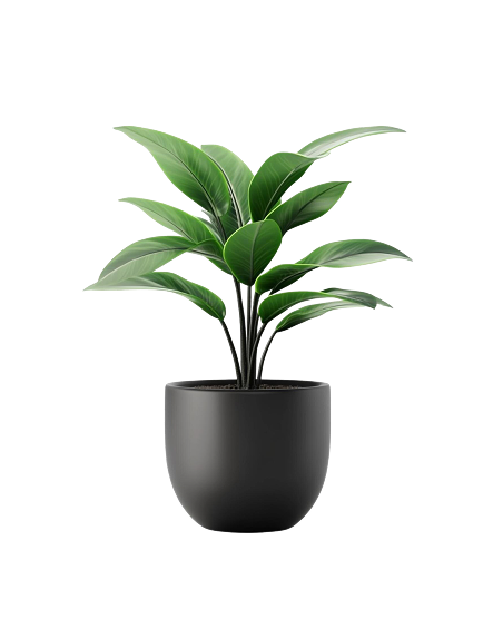 Philodendron