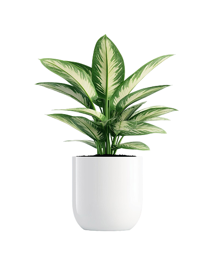 Dieffenbachia