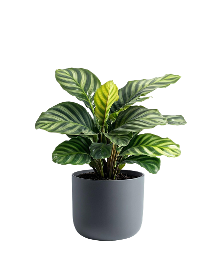 Calathea Orbifolia