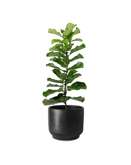 Fiddle Leaf Fig