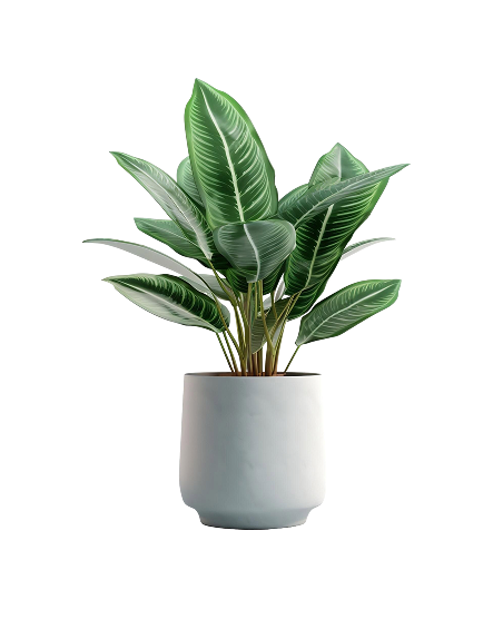 Aglaonema
