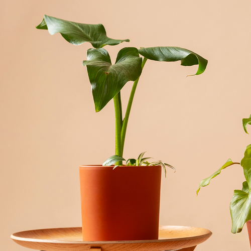 Alocasia Indoor Plant