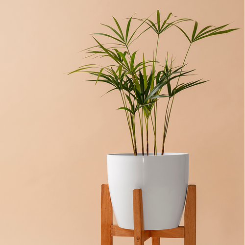 Bamboo Palm Indoor Plant
