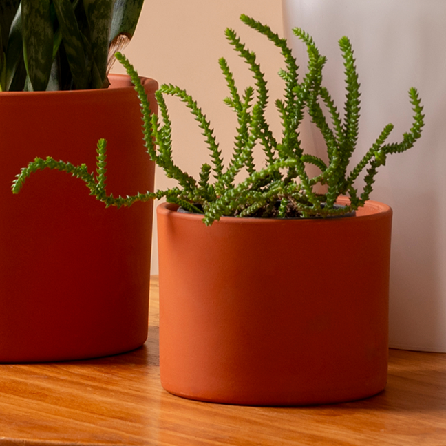 Burro's Tail Succulent