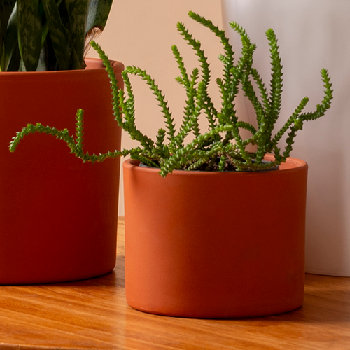 Burro's Tail Succulent