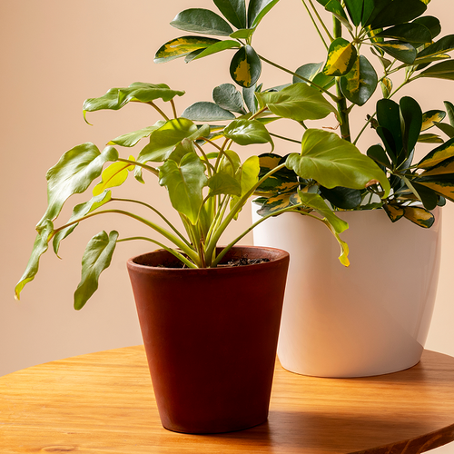 Schefflera Indoor Plant