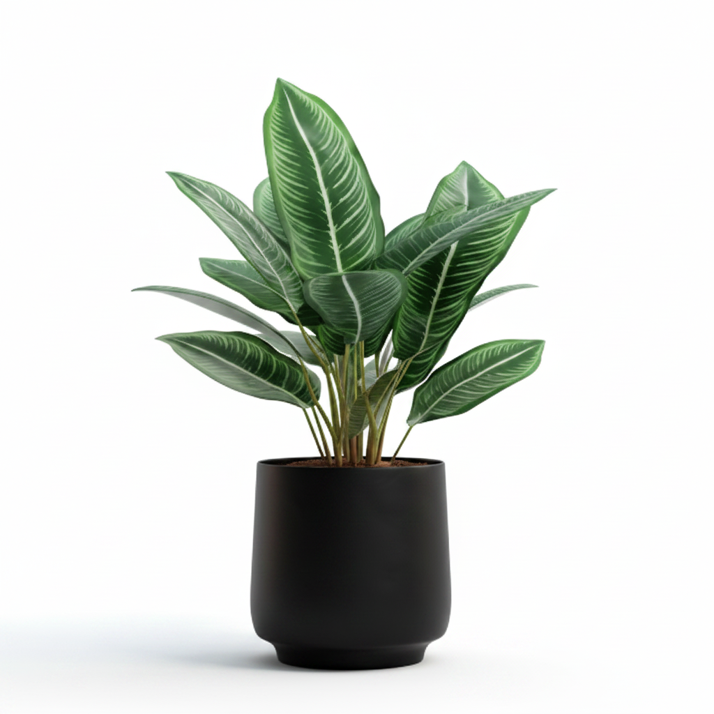 Aglaonema – Black Pot