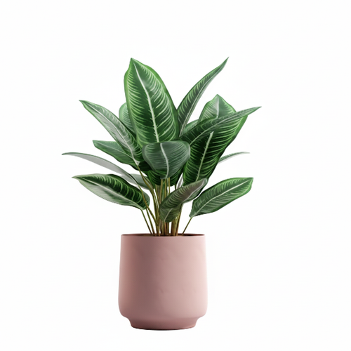 Aglaonema – Blush Pink Pot