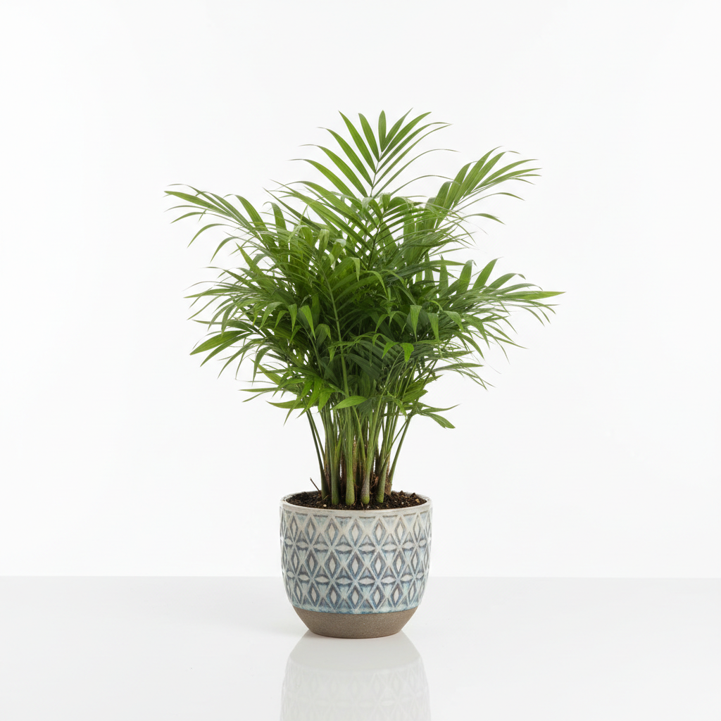 Parlour Palm in decorative pot