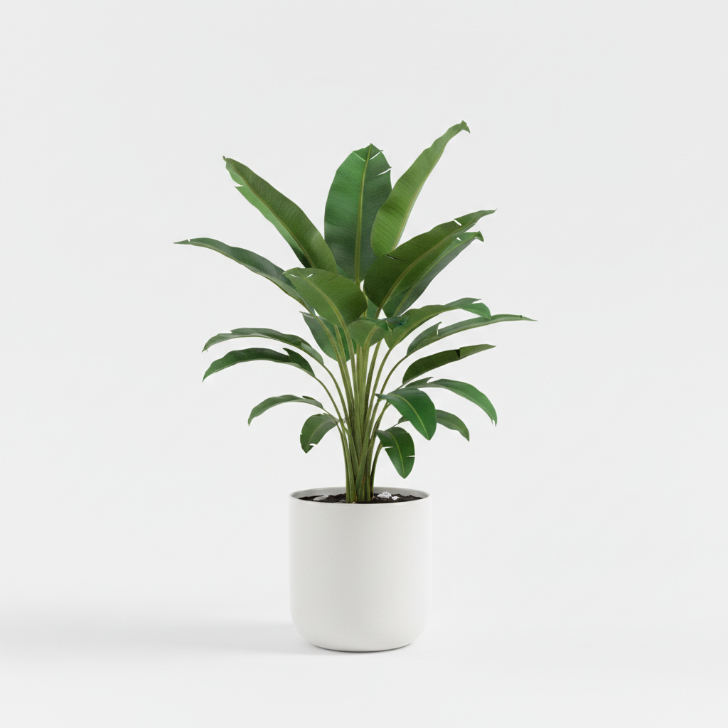 Musa Indoor Banana Plant in white pot