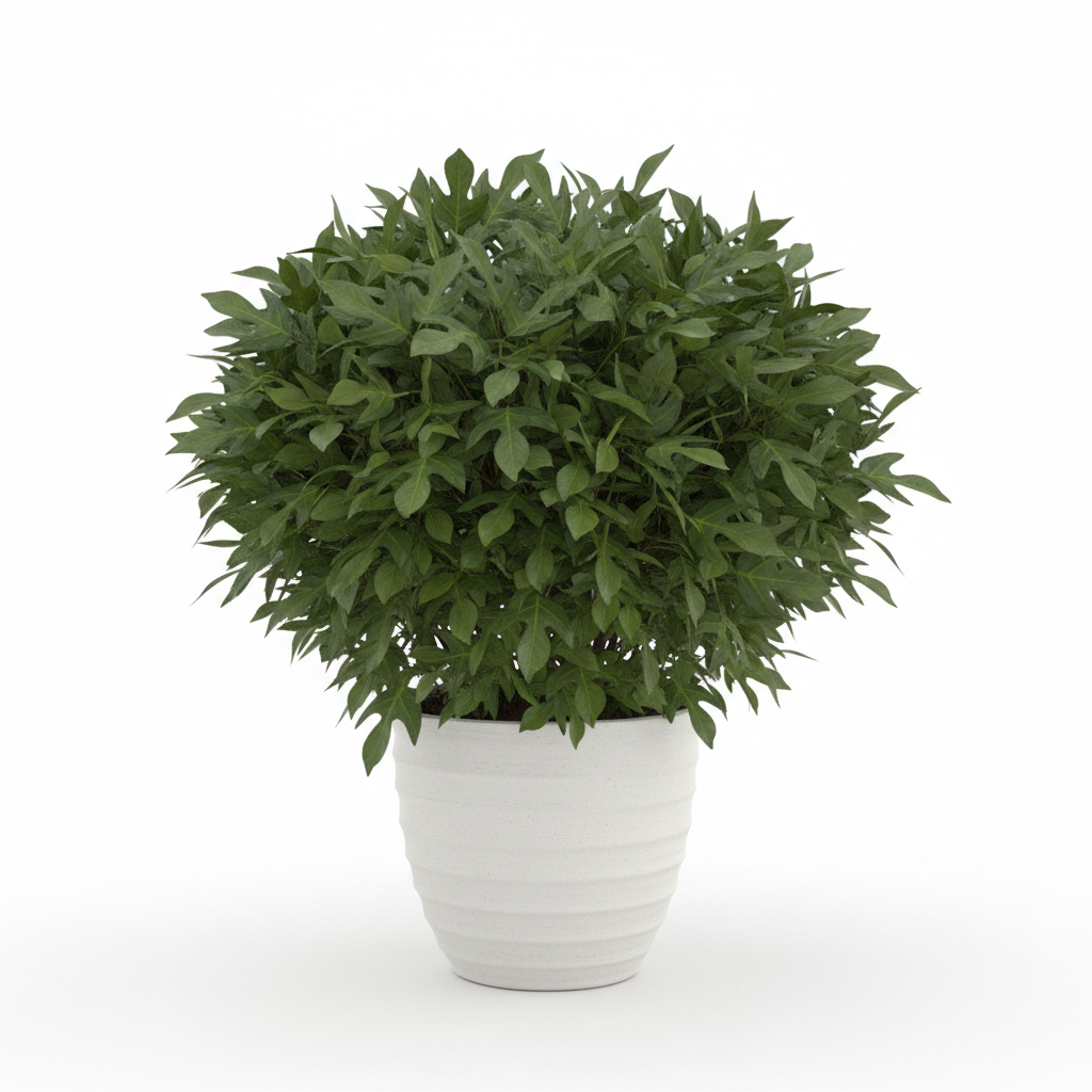 Xanadu Split Leaf Plant in garden pot