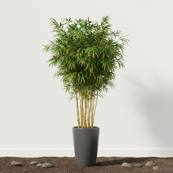 Golden bamboo plant with tall green stalks