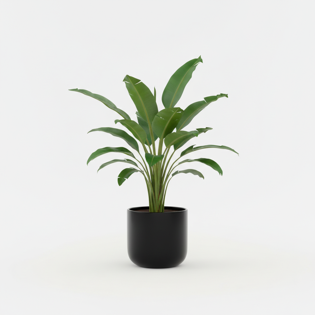 Musa Basjoo Hardy Banana Plant in black pot