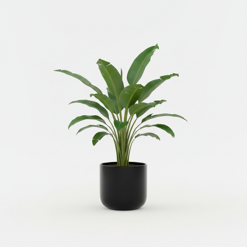 Musa Basjoo Hardy Banana Plant in black pot