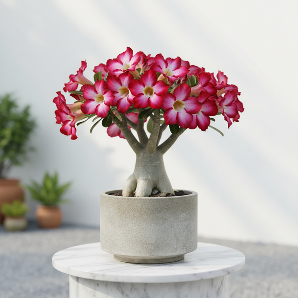 Adenium Desert Rose plant with vibrant pink flowers