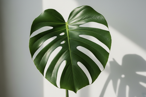 Monstera Split Leaf - Artistic Detail