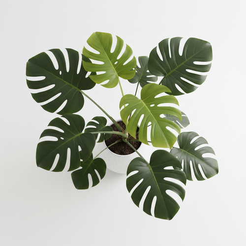 Monstera Split Leaf - Flat Lay