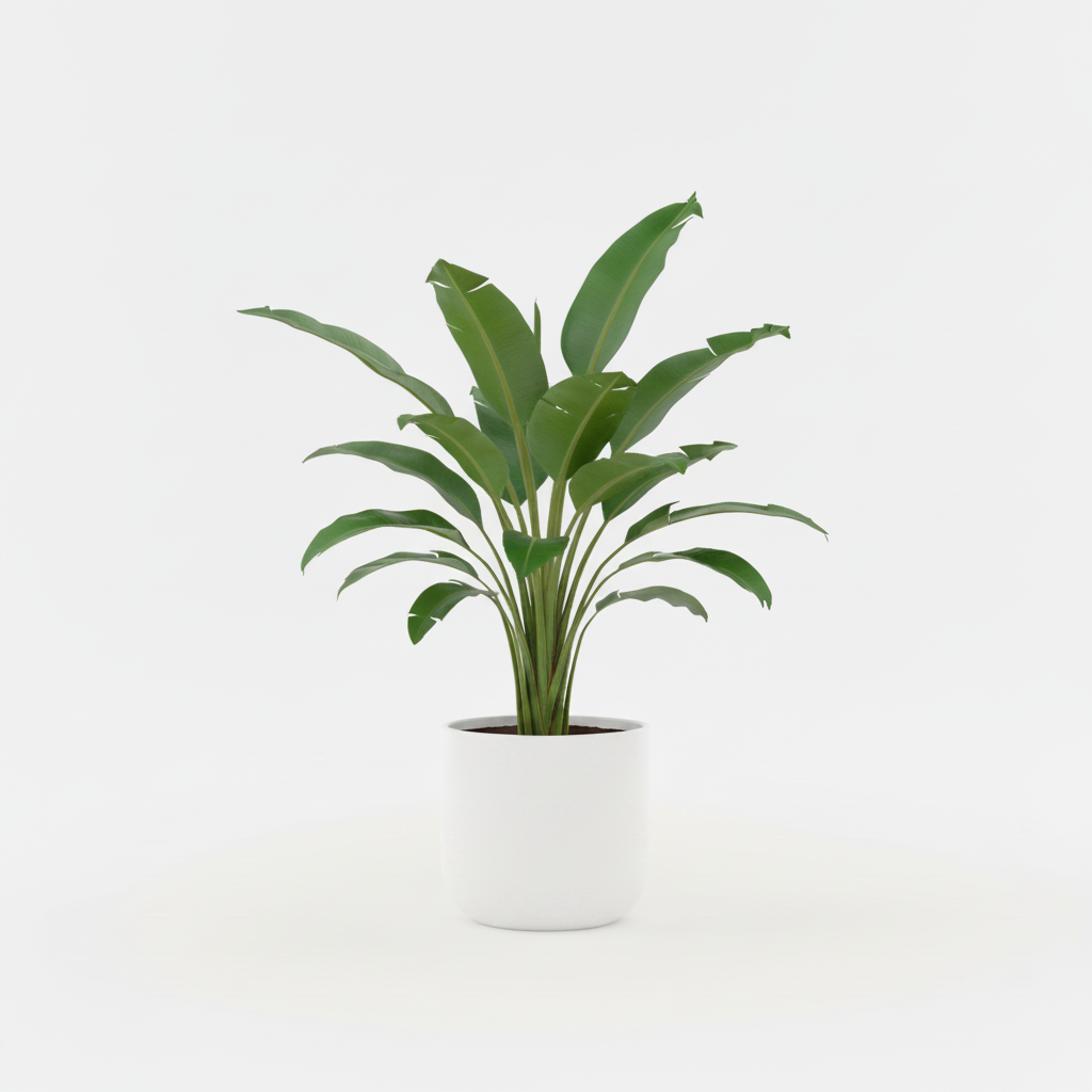 Musa Basjoo – White Pot